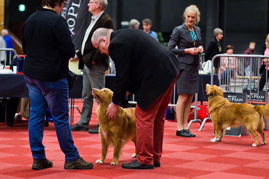 Kasomor's Roy to Cashel Vale beim Abtasten