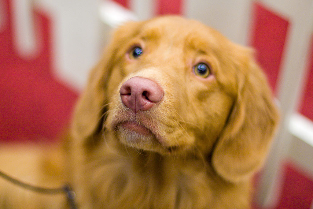 Edison guckt verträumt in die Kamera