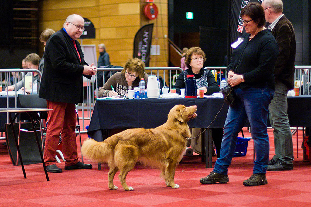 Kasomor's Roy to Cashel Vale bei der Beurteilung