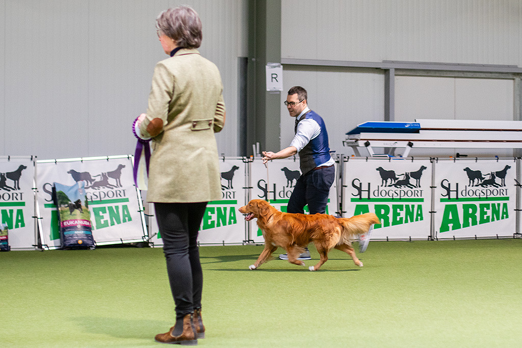 Newton läuft im perfekten Kreuzgang an Stephans Seite durch den Ring während die Richterin in der Ringmitte steht