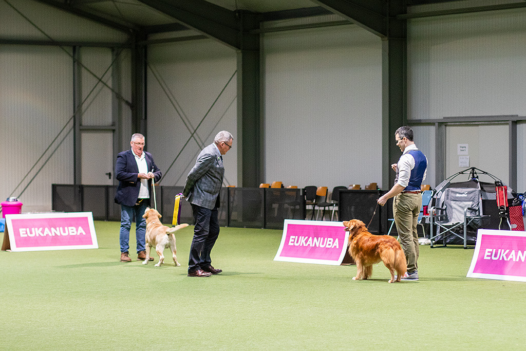 Edison steht mit dem Labrador Retriever Veteran in einer Reihe während der Richter ihn begutachtet