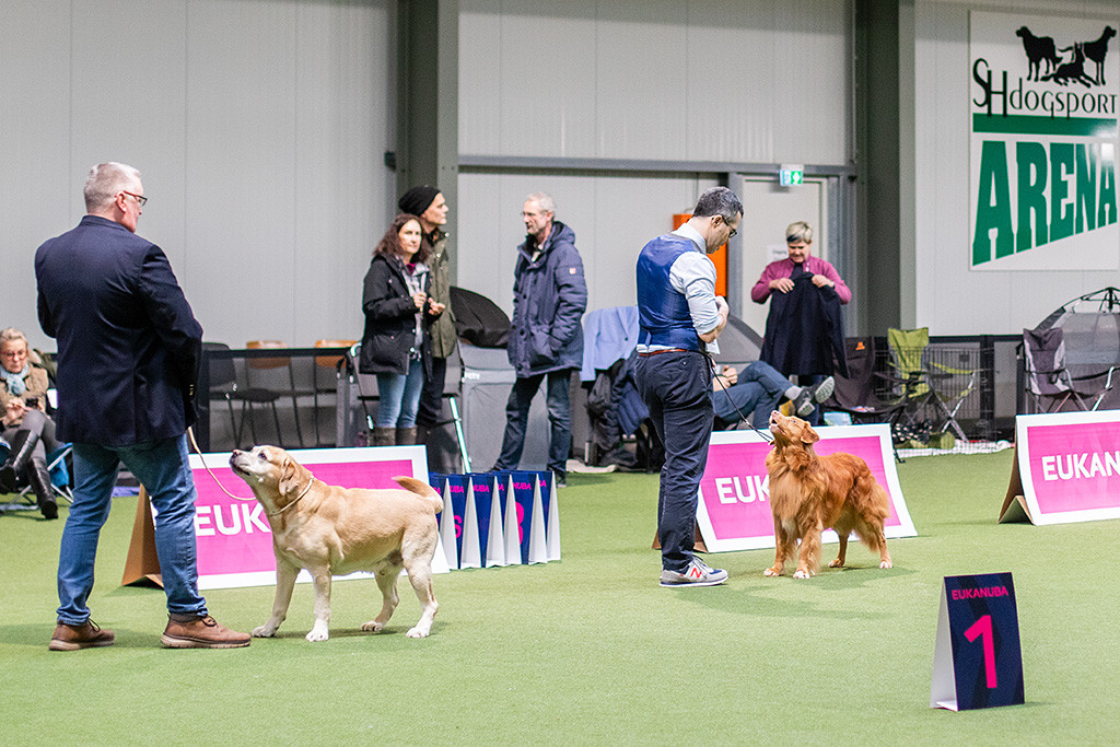Edison steht mit dem Labrador Retriever Veteran in einer Reihe