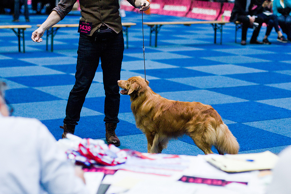Edison steht geführt von Stephan vor dem Richtertisch fotografiert aus der Perspektive des Richters