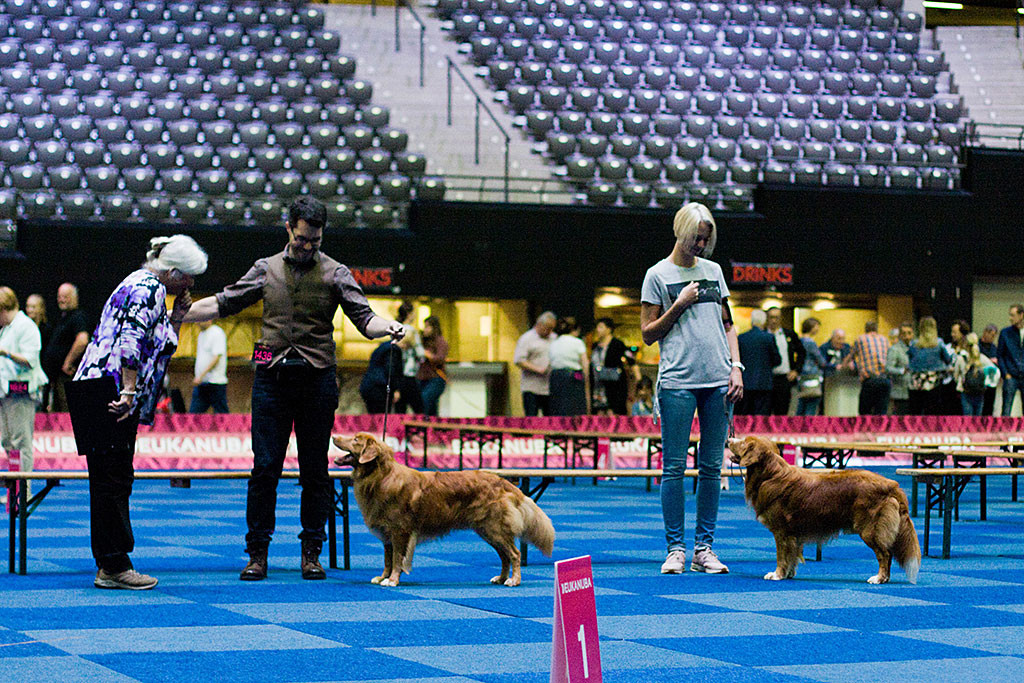 Edison und »Rhineferry's Raven Stout Guitro« bei der Wahl zum Gewinner der Offenen Klasse