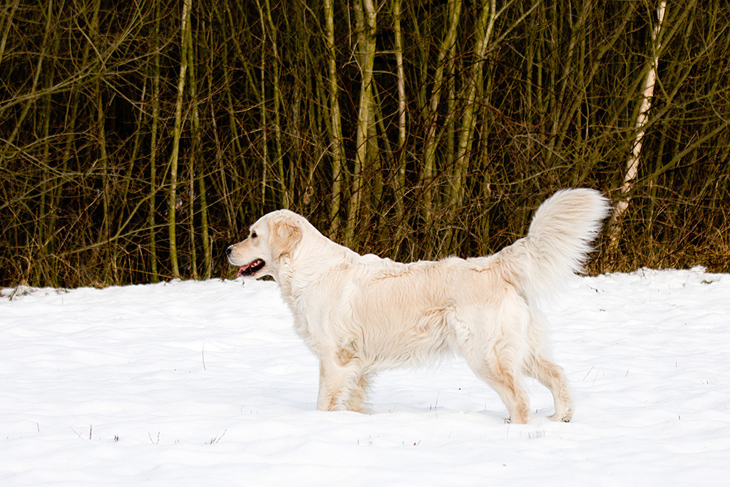 Emma steht wie ’ne Eins im Schnee