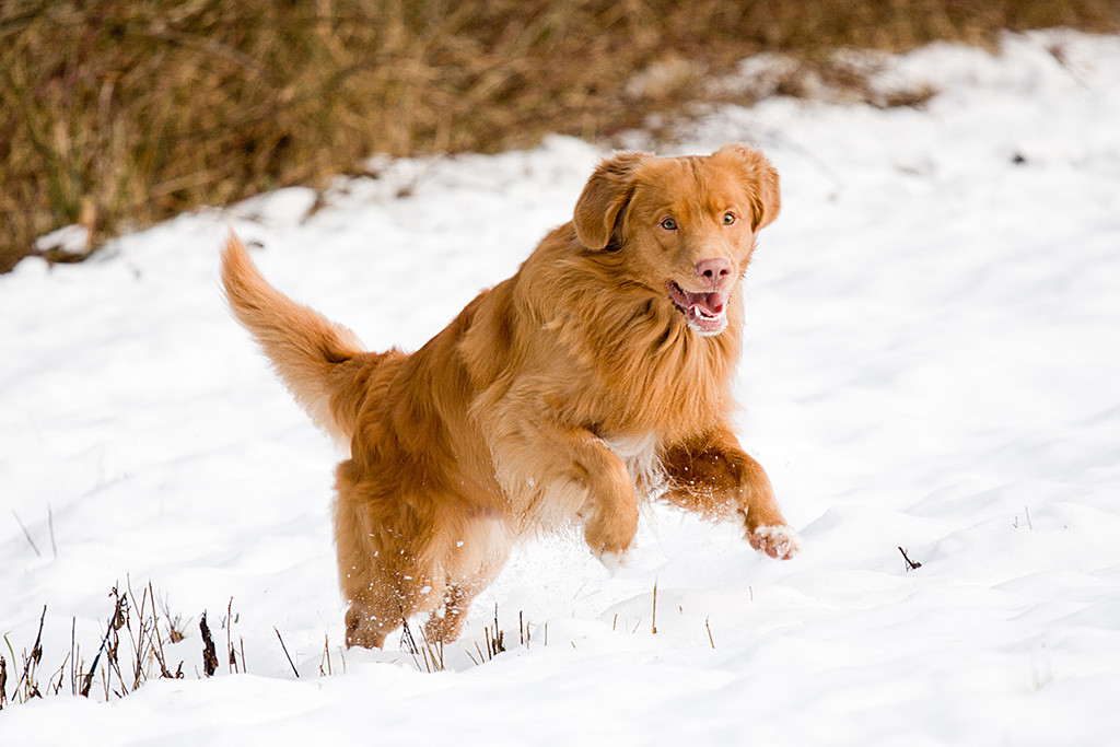 Edison hüpft freudig durch dem Schnee