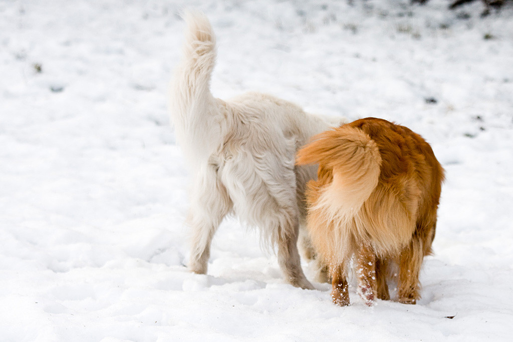 Edisons und Emmas Rückenansicht zusammen Po an Po stehend