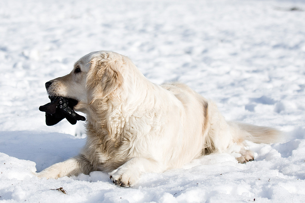 Emma im Schnee liegend mit einem Handschuh im Fang
