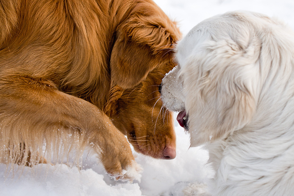 Edisons und Emmas Kopf ganz nah aufgenommen
