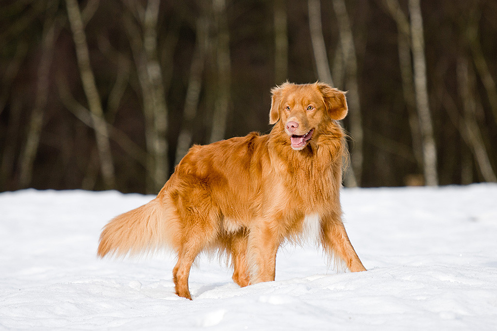 Edison stehend halb von der Seite mit leicht geöffneten Fang