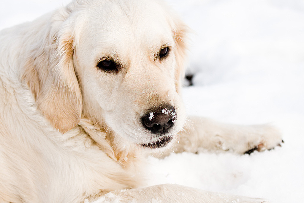 Emmas Kopf in Nahaufnahme während sie im Schnee liegt