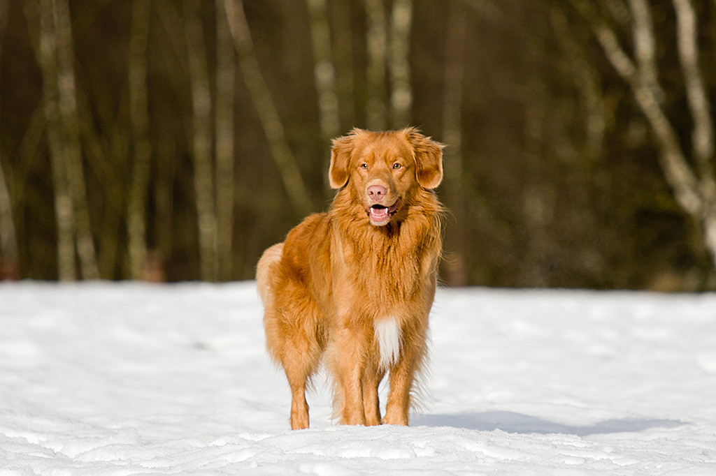 Edison stehend von vorn mit leicht geöffneten Fang