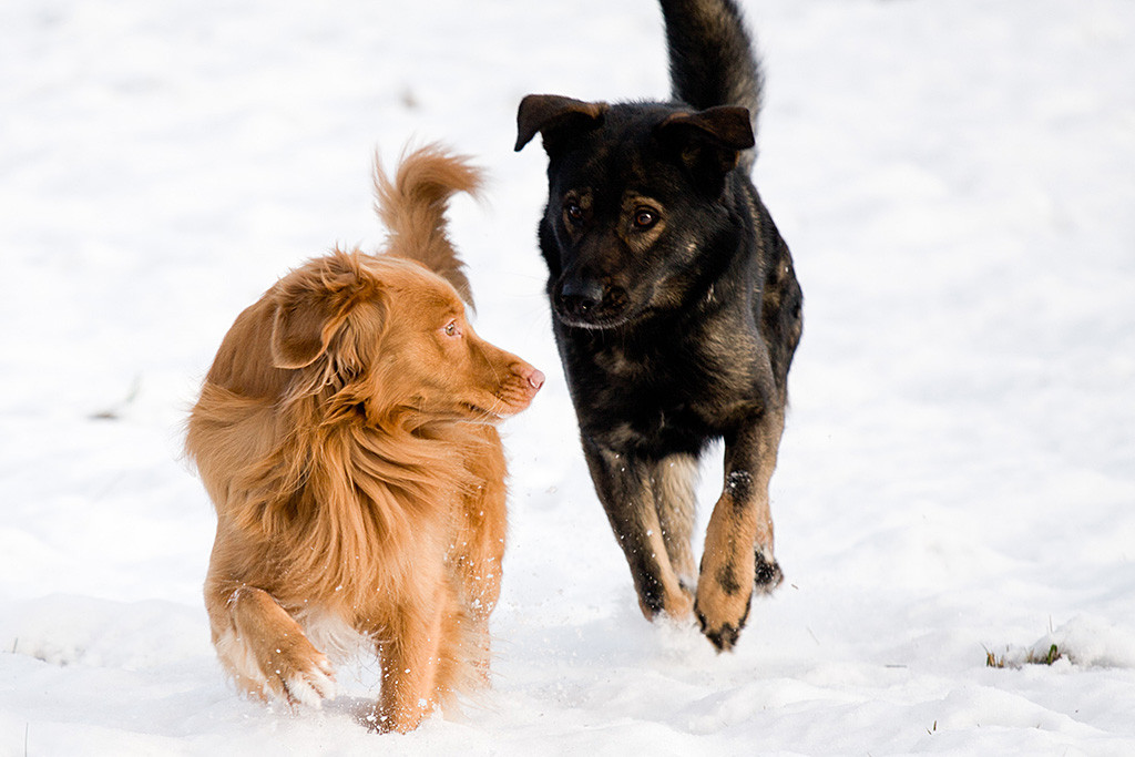 Edison läuft vor einem dunklen Artgenossen daher und schaut sich dabei zu ihm um