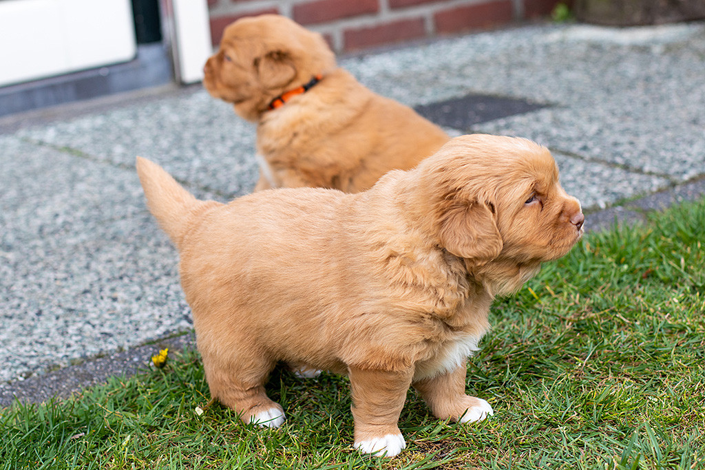 Mister Grau steht auf dem Rasen, dahinter ist Miss Orange zu sehen