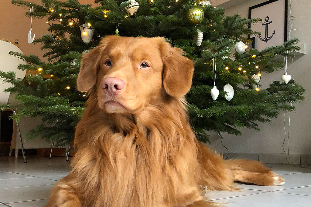 Edison liegt stolz vor dem geschmücktem Weihnachtsbaum