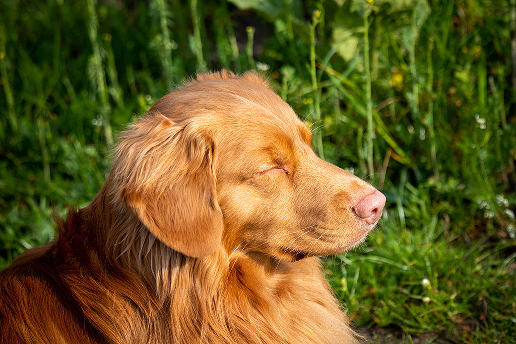 Edison liegt mit geschlossenen Augen und genießt die ersten Sonnenstrahlen