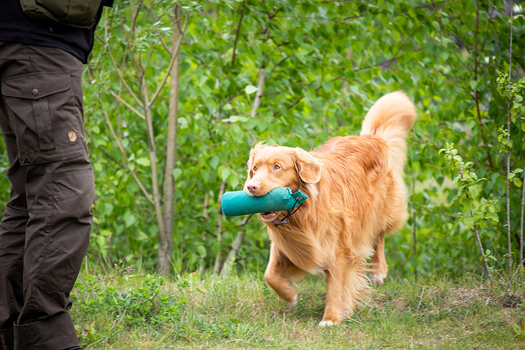 Edison bringt den Dummy im Fang zurück zu Stephan und schaut dabei zu ihm hoch