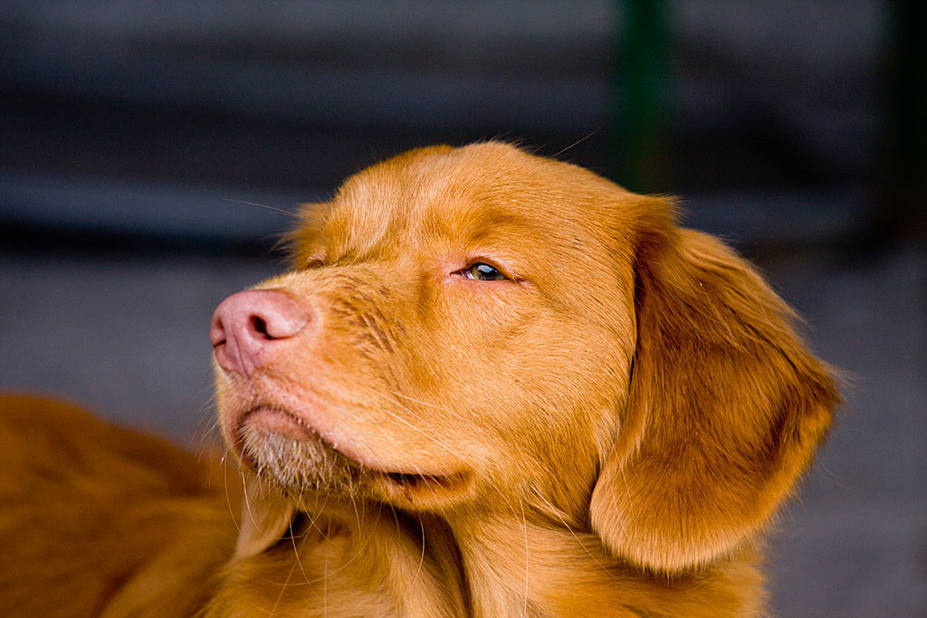 Großaufnahme von Edisons Kopf , der mit erhobener Nase in der Gegend schnüffelt