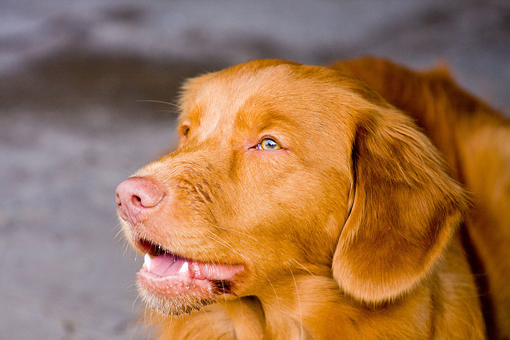 Edison schaut mit leicht geöffnetem Maul erwartungsvoll hoch