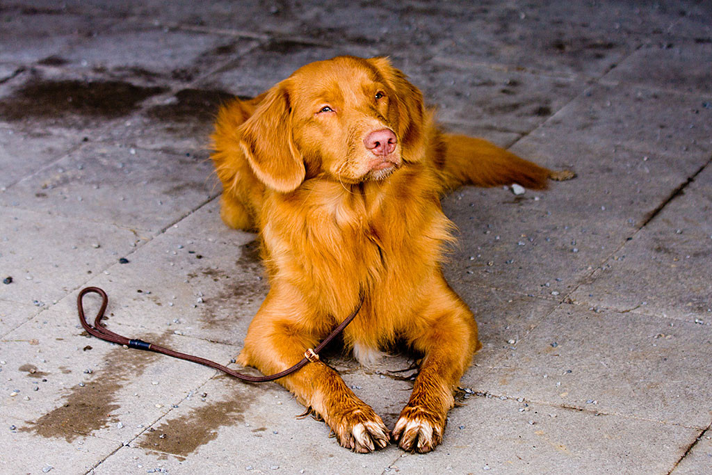 Edison wartet die ganze Zeit über prächtig in der Ablage