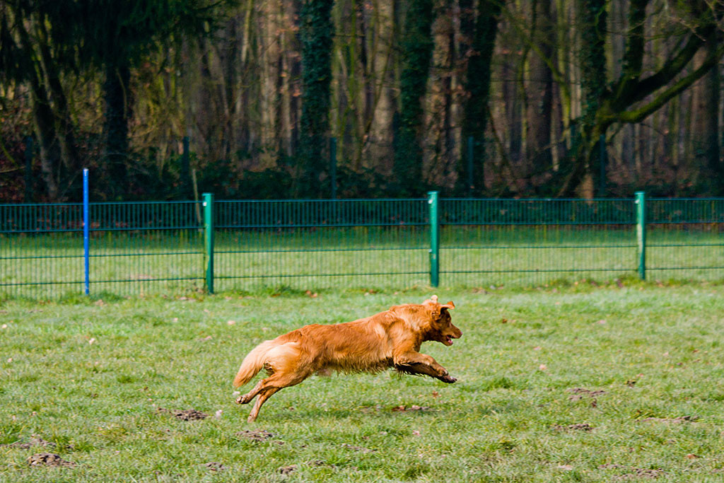 Edison sprintet los, um den Dummy zu apportieren