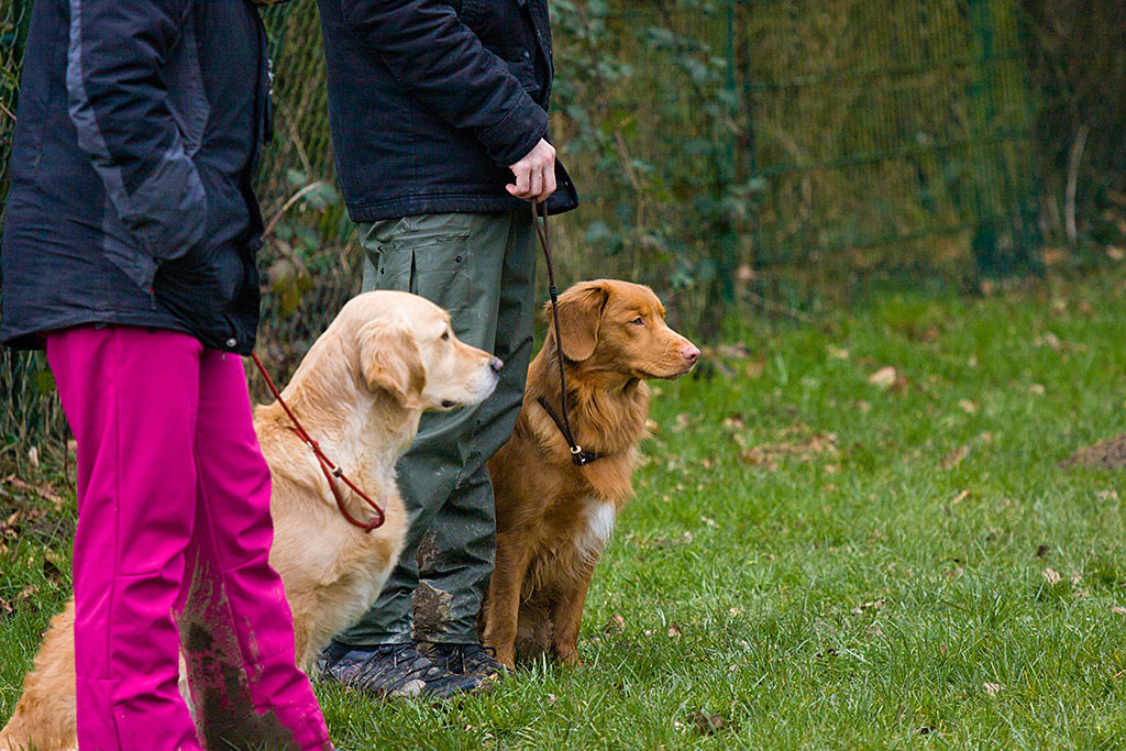Edison und Stephan warten neben Heike und ihrer Golden Hündin auf die nächste Übung