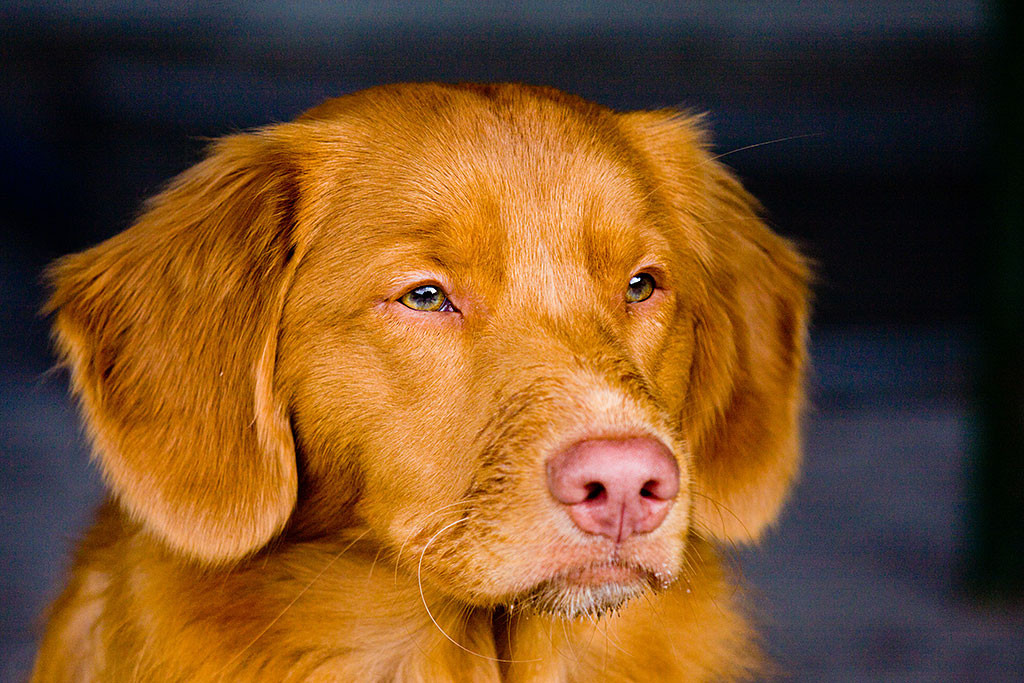 frontale Großaufnahme von Edisons Kopf, der in die Gegend starrt