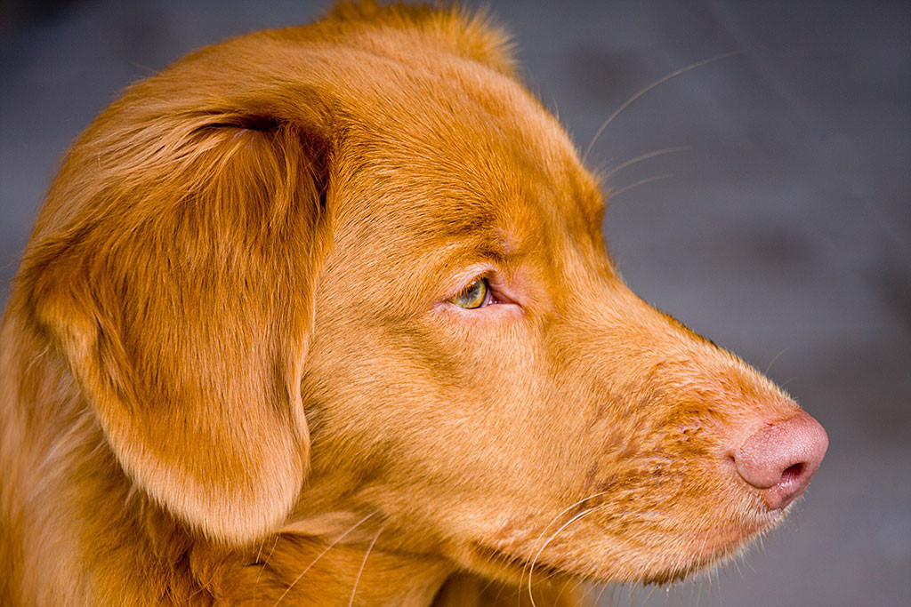 seitliche Großaufnahme von Edisons Kopf, der zur Seite schaut