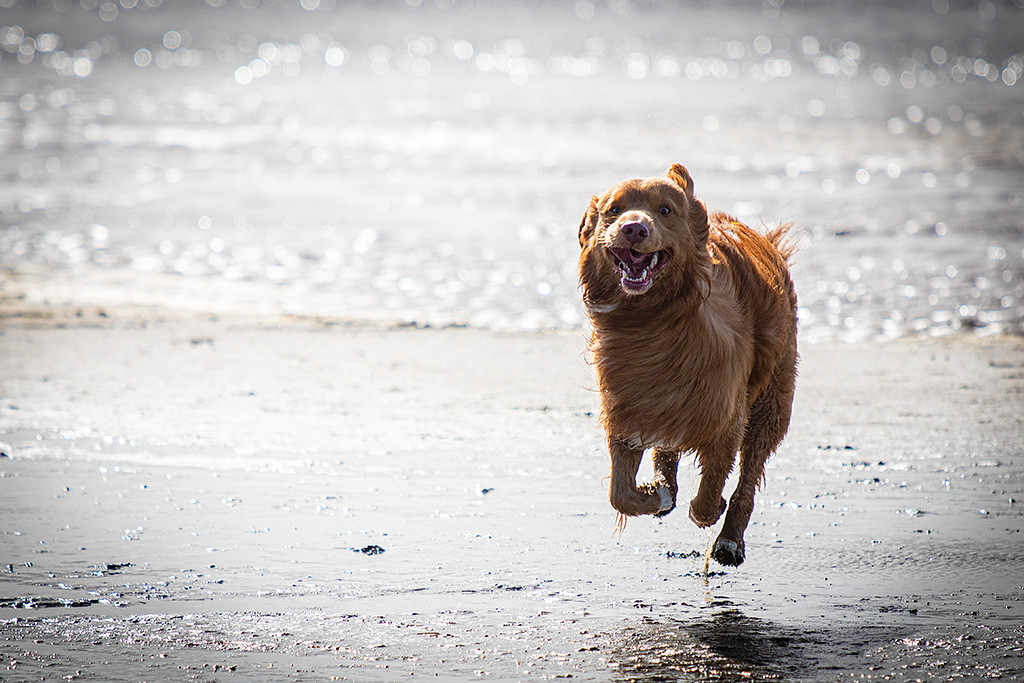 Newton rennt über das Wattenmeer auf der Insel Rømø und hat dabei keine Pfoten auf der Erde