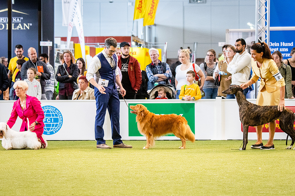 Edison steht zwischen Sealyham Terrier und Greyhound