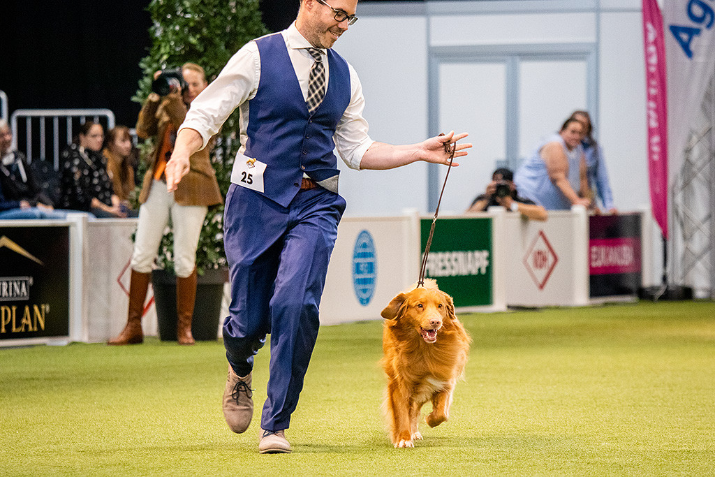 Edison läuft an Stephans Seite freudig durch den Ring