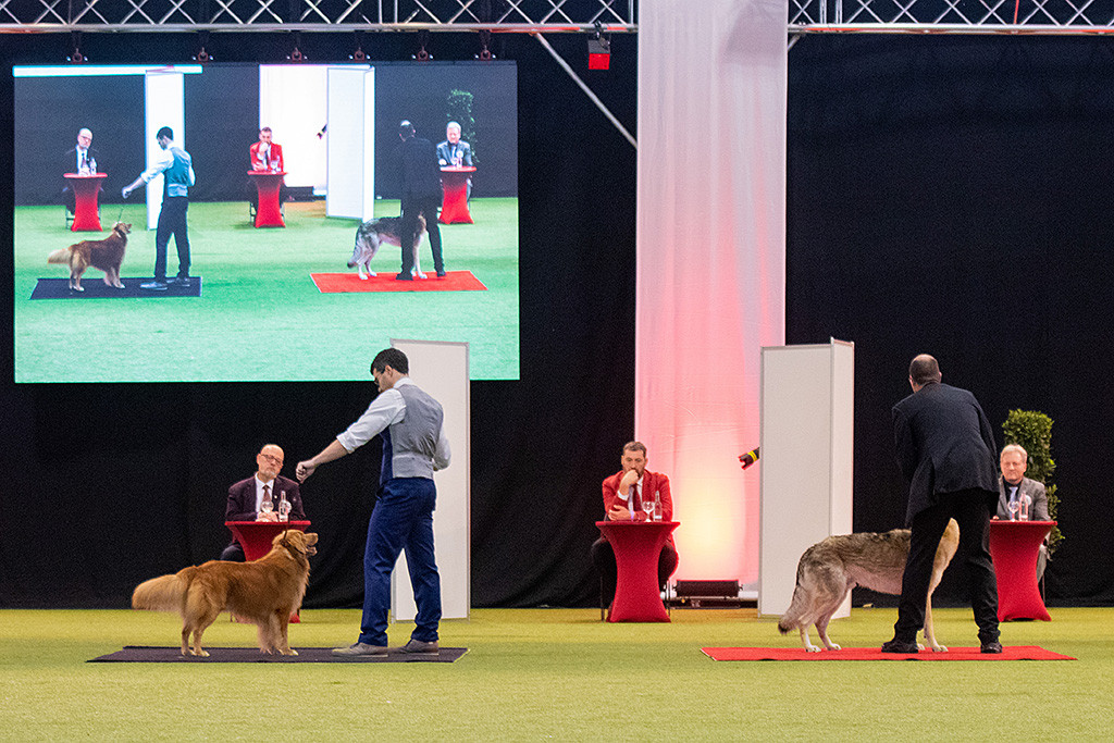 Edison und der Tschecheslowakische Wolfshund stehen zur Begutachtung vor den Richtern