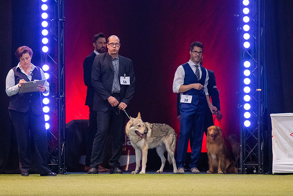 Edison steht zusammen mit dem Tschecheslowakischen Wolfshund am Eingang des Ehrenrings
