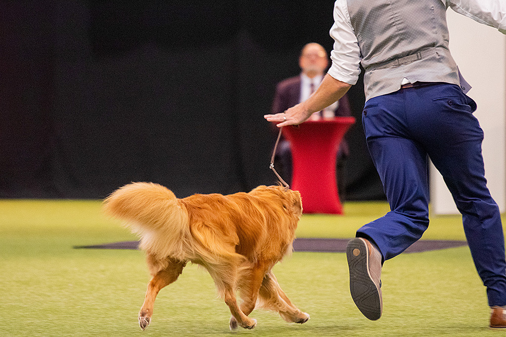Edison präsentiert sein perfektes Gangwerk während er eine Kurve läuft