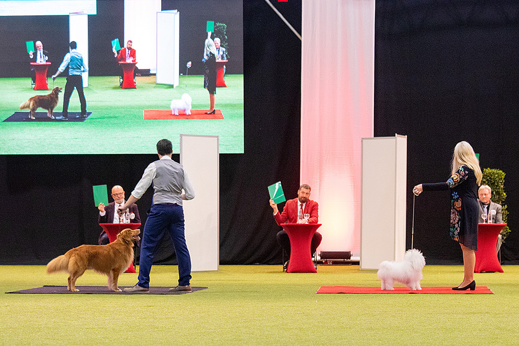 Edison und der Bichon Frisé stehen zur Begutachtung vor den Richtern und erhalten das Urteil