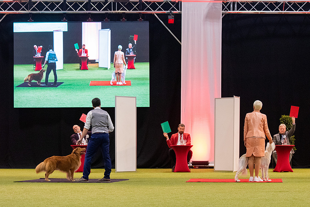 Edison und der Saluki Frisé stehen zur Begutachtung vor den Richtern und erhalten das Urteil