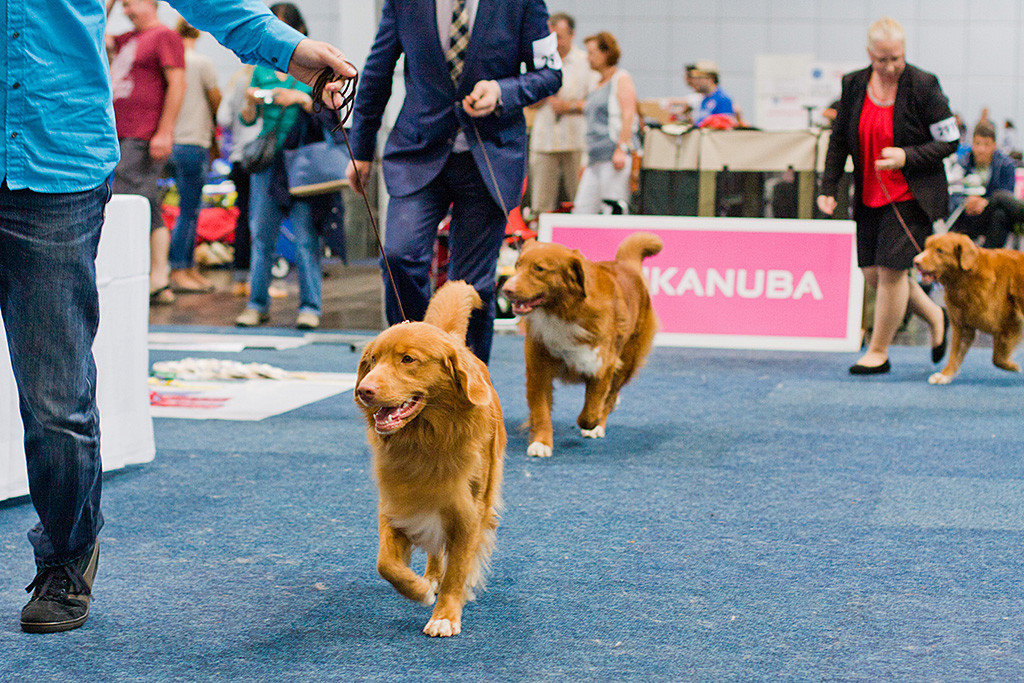 Edison läuft mit den anderen beiden um den Titel BOB