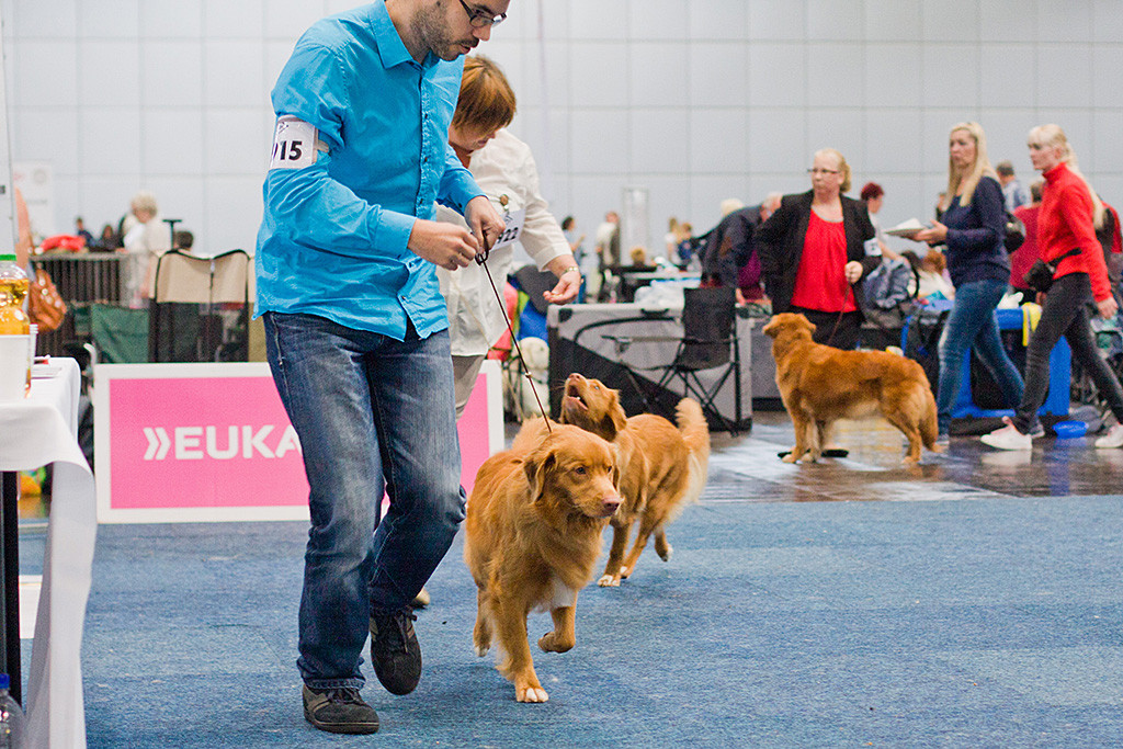 Edison und Princess from Bonaire of Red Glory laufen um den Titel Bester Junghund
