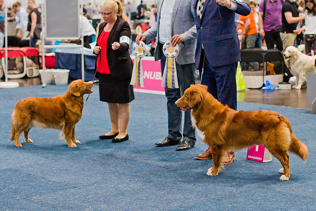 Die zwei Gewinner – BOS Shaggy Toller’s New Swedish Design und BOB Duckinson Jaguar