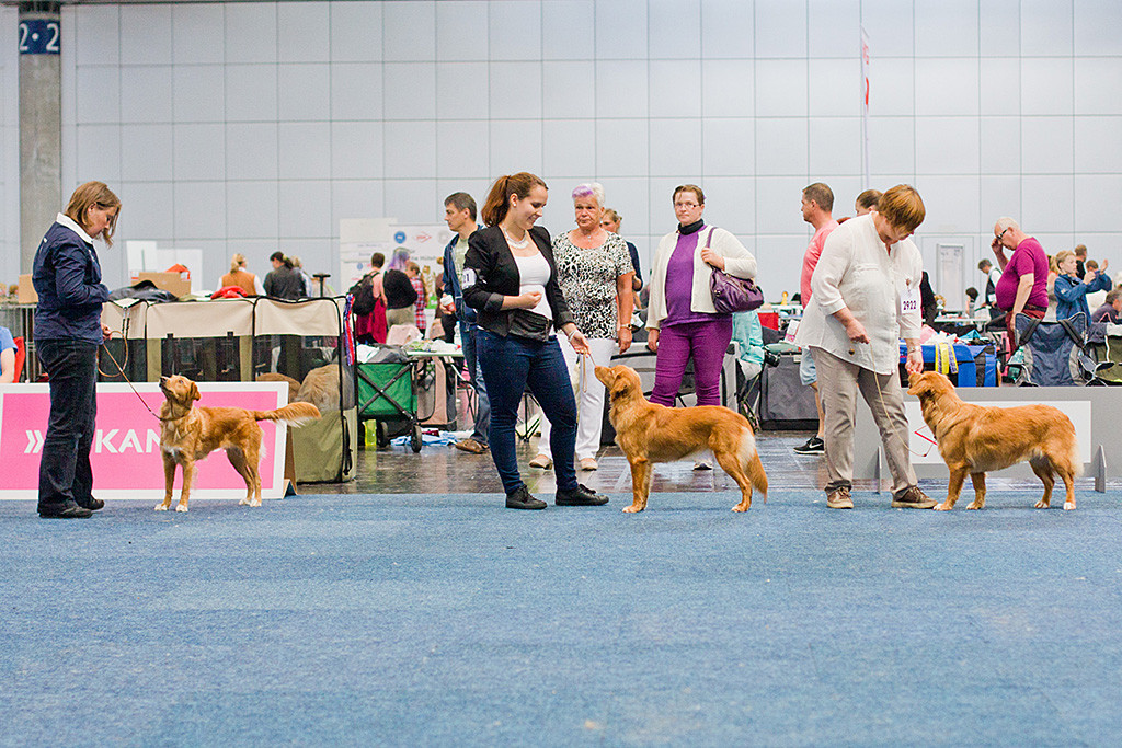 von links nach rechts Rhineferry’s Ruadhan Little Jewel, Sheshebens Hunter Citali Ivalu, Princess from Bonaire of Red Glory