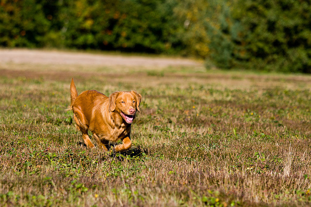 Edison trabt über die Wiese