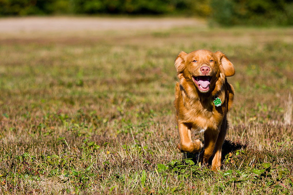 Edison rennt frontal auf die Kamera zu und lächelt dabei