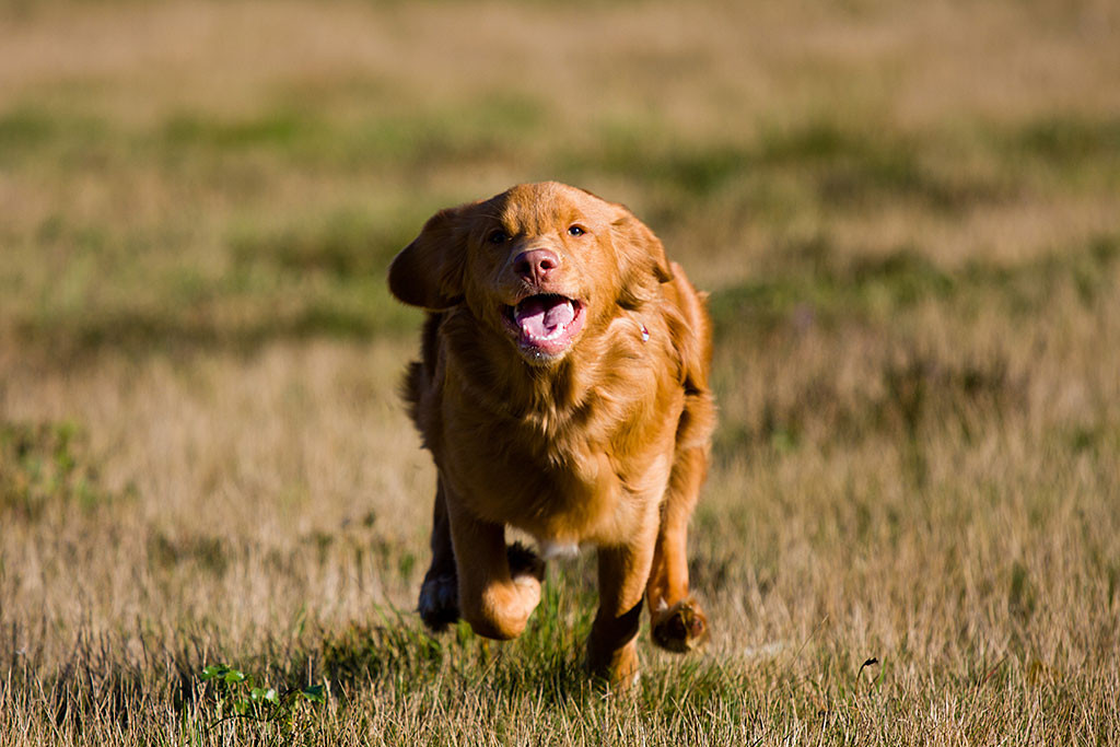 Edison fliegt förmlich über die Ebene auf die Kamera zu