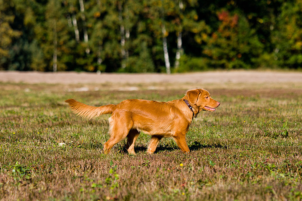 Edison durchschreitet die Ebene