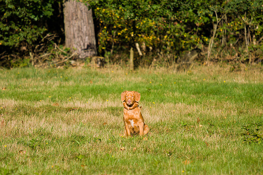 Edison sitz konzentriert auf der Wiese und wartet auf den Rückrufpfiff