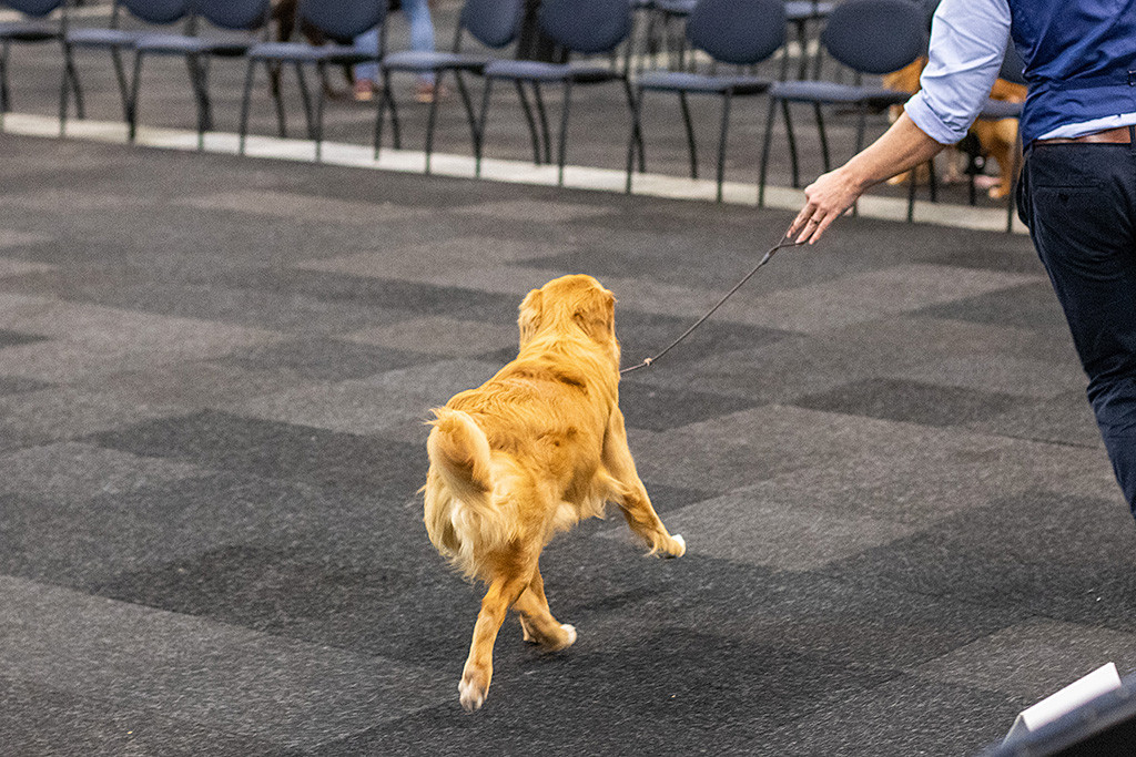 Newton fliegt ohne eine Pfote auf dem Boden an lockerer Leine geführt von Stephan durch den Ring