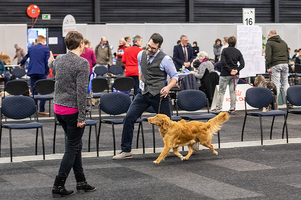 Newton fliegt ohne eine Pfote auf dem Boden geführt von Stephan durch den Ring, die Richterin signalisiert den 1. Platz