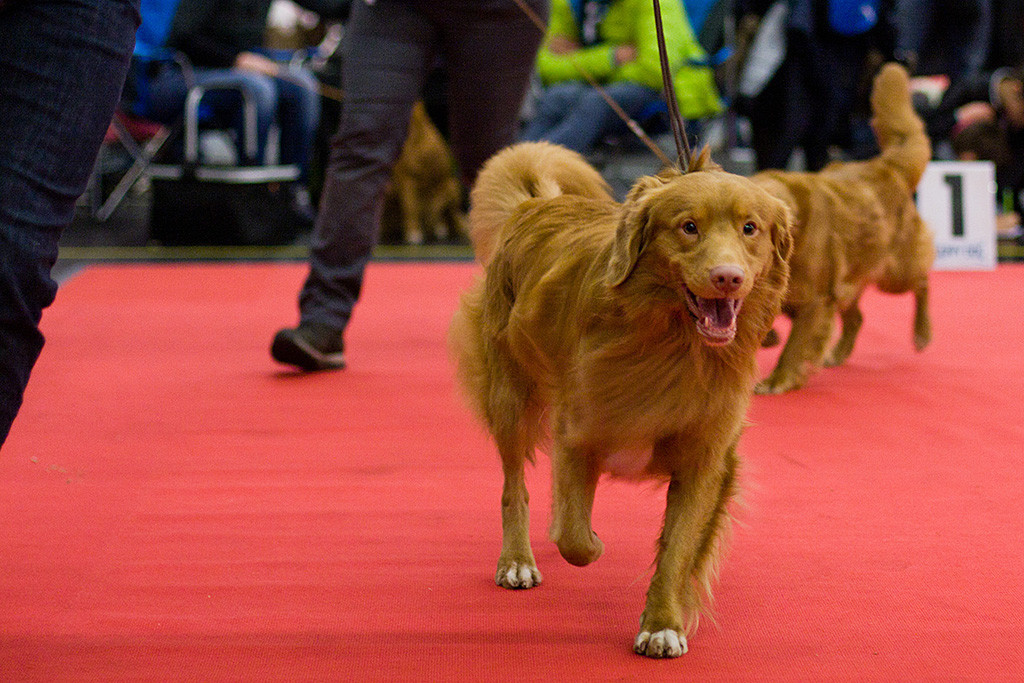 Edison läuft unermüdlich durch den Ring