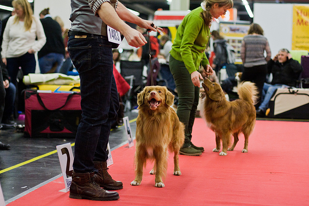 Edison lächelt über beide Ohren beim Aufstellen im Ring