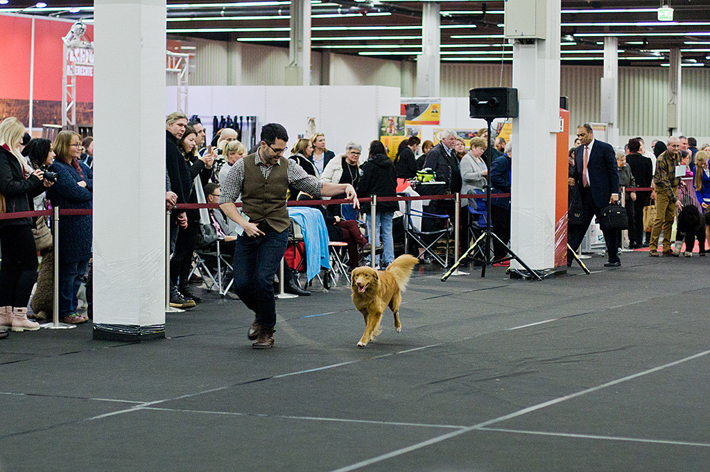 Edison läuft mit fliegendem Fell an Stephans Seite durch den Ehrenring